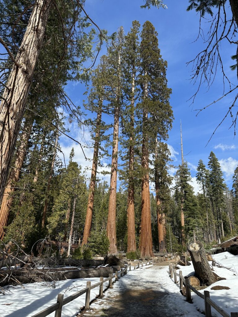 giant sequoias with snow on the ground